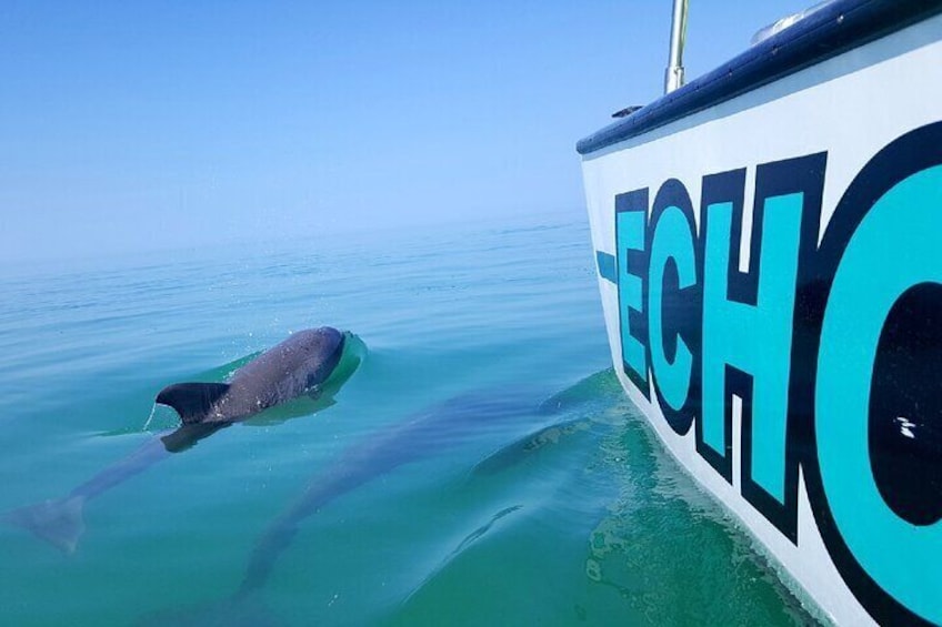 Local dolphins like the catamaran shape 