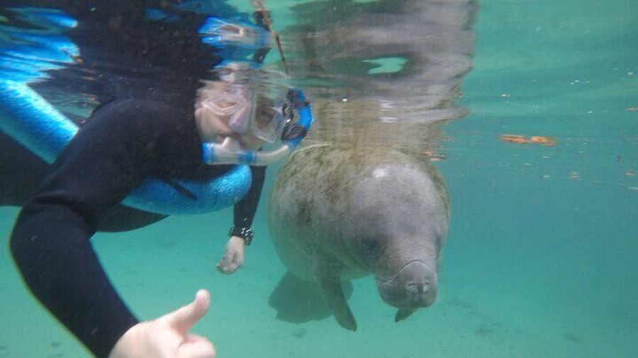 Guided Small Group Manatee Snorkeling Tour with In-Water Photographer