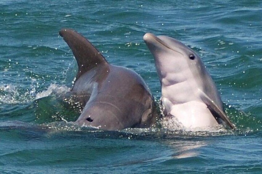 Mother Dolphin & Calf
