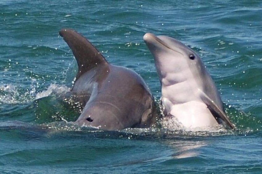 Mother Dolphin & Calf
