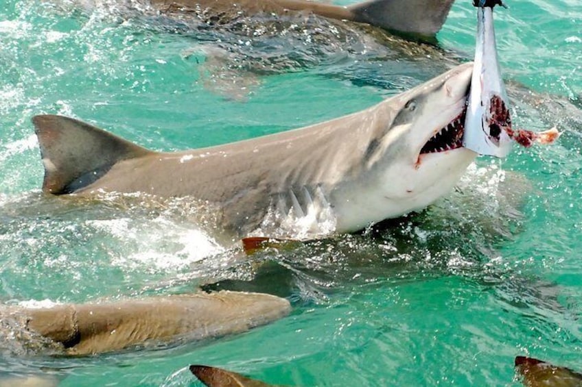 Lemon Sharks
