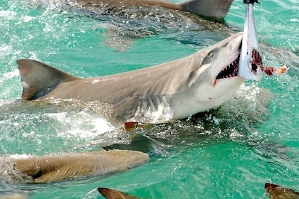 Croisière en catamaran d'observation des requins et de la faune sauvage de ...
