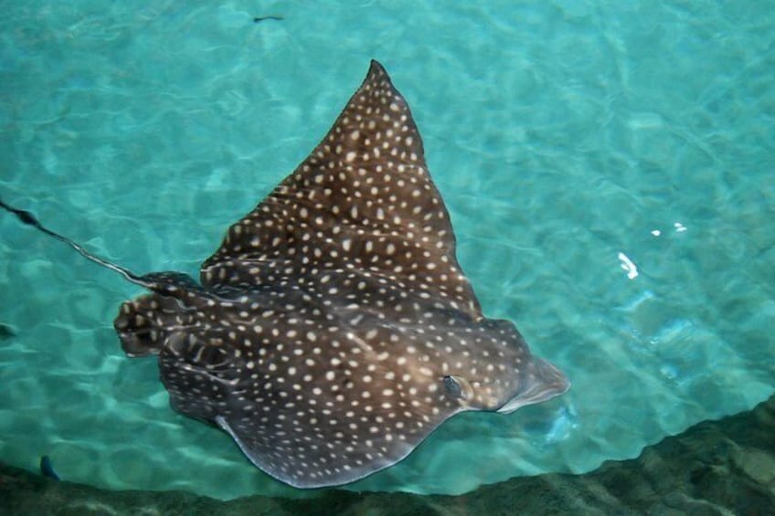 Spotted Eagle Ray
