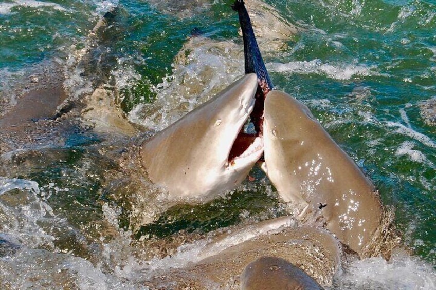 Aggressive Sharks