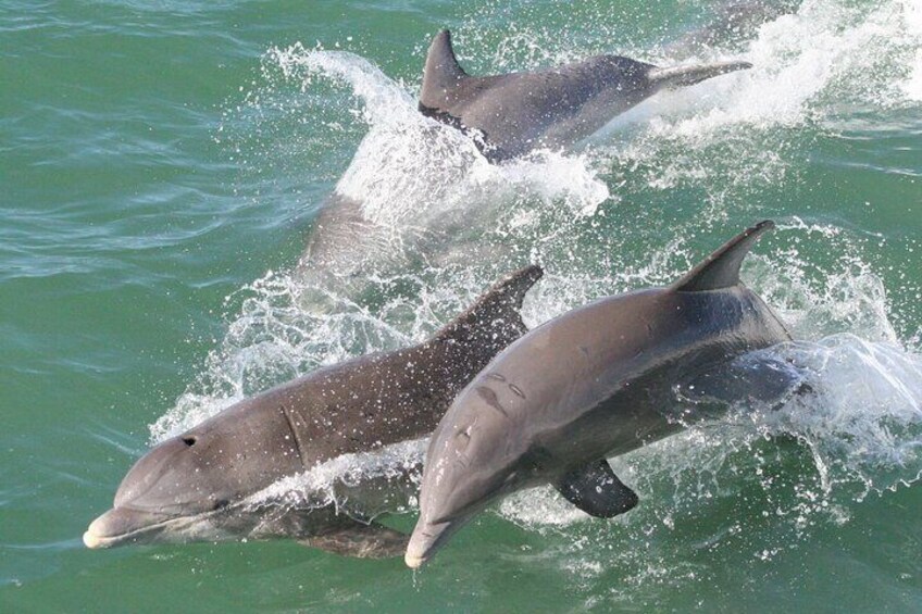 Guaranteed Dolphin Sighting Tour on Tropics Boat Tours