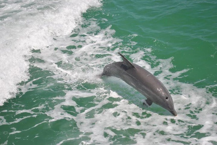 Clearwater Dolphin-Watching Tour