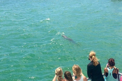 Excursion d'observation de dauphin