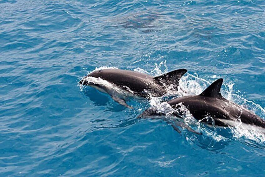 Clearwater Dolphin-Watching Tour