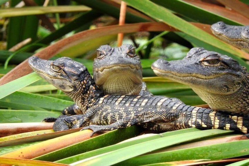 American Alligator babies