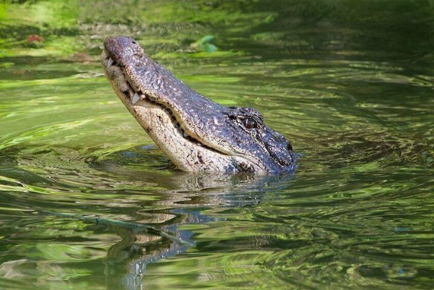 American Alligator