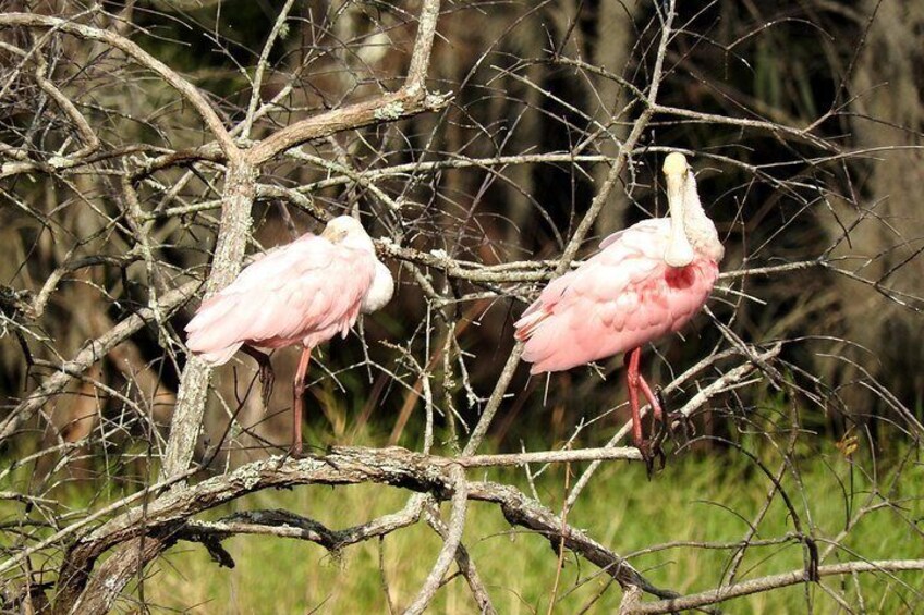 Roseate Spoonbills