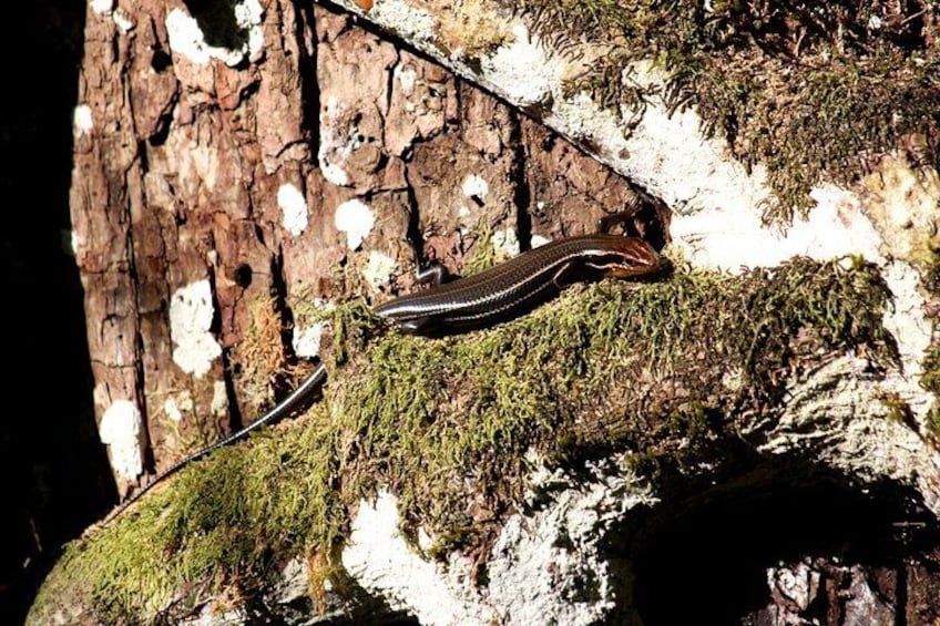 Skink