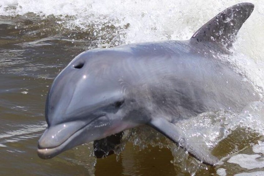 Atlantic Bottle-nosed Dolphin