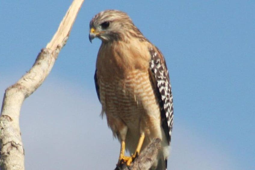 Red-shouldered Hawk