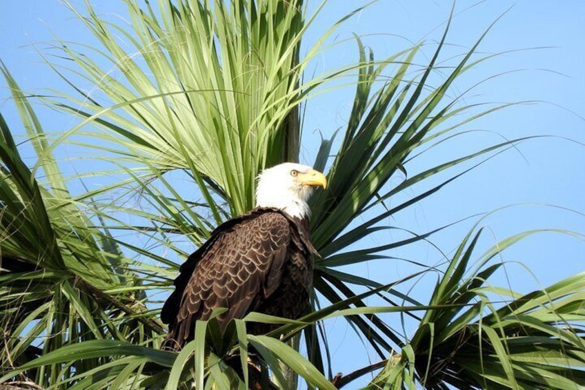 Bald Eagle