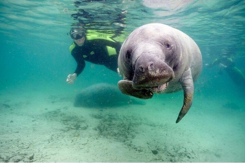 Small group Manatee Tour with In-Water Divemaster/Photographer