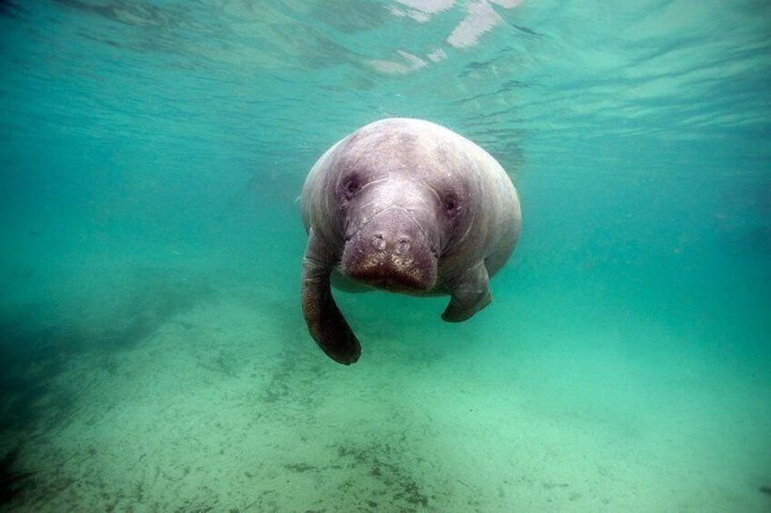 Small group Manatee Tour with In-Water Divemaster/Photographer