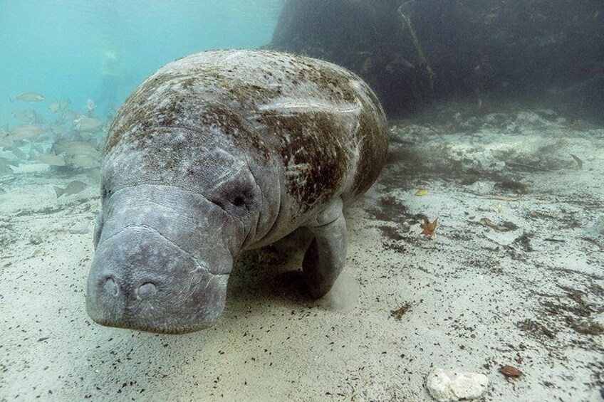 Small Group Swim with Manatee Adventure