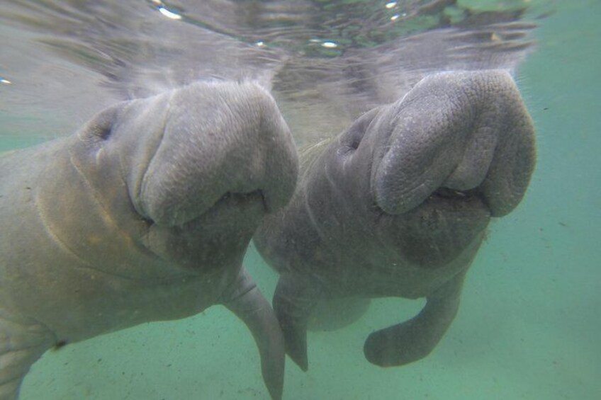 Twin Manatees