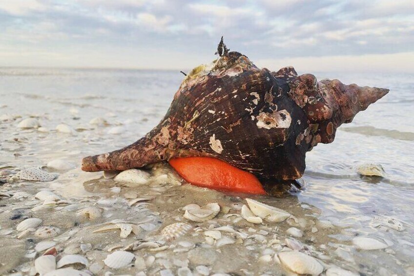 Live Horse Conch