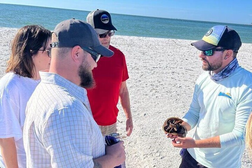 Horseshoe crab education