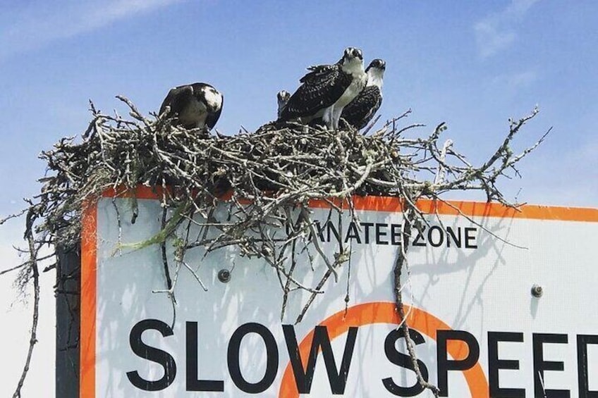 Osprey Nest and Family