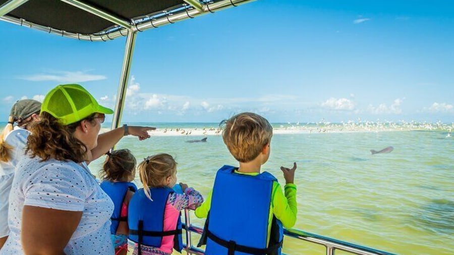 Marco Island Wildlife Sightseeing and Shelling Tour
