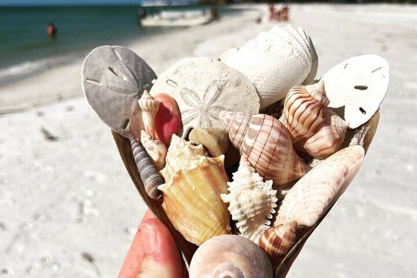 So many shell varieties to find
