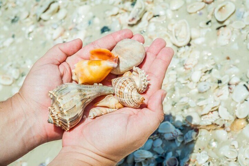 Sea shells of the Gulf of Mexico