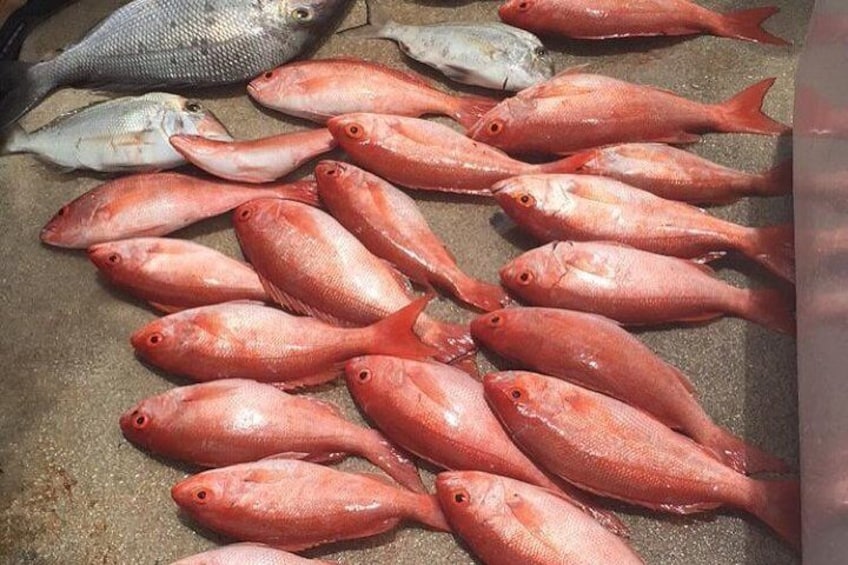 Half-Day Fishing Trip in Fort Lauderdale