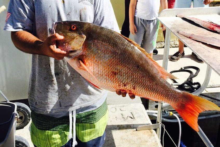 Mutton Snapper 