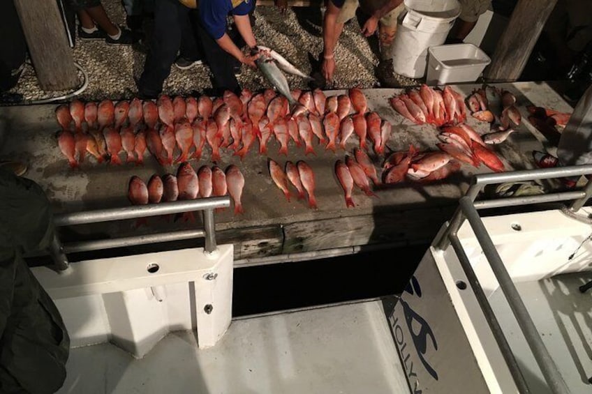 Lots of red snapper on a night time snapper trip