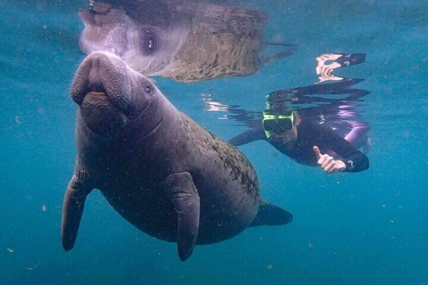 Swim with Manatees