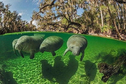 Exclusive Small Group VIP Heated Manatee Snorkel Tour