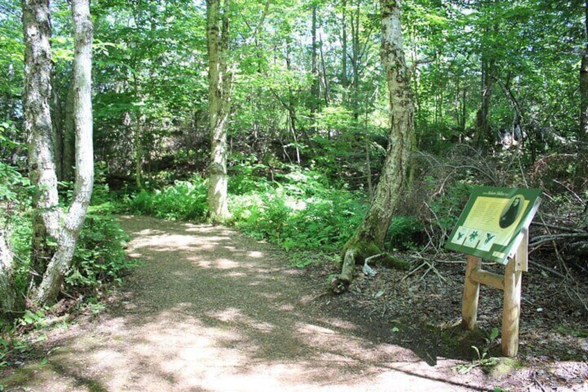 Trail at Green Gables