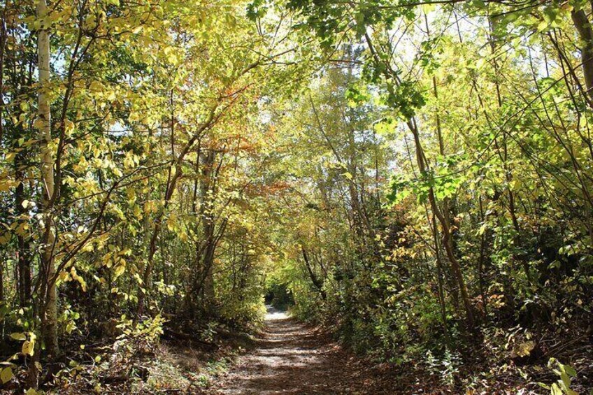 Trail at Green Gables(fall)