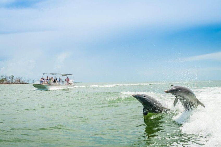 Dolphins having some fun 