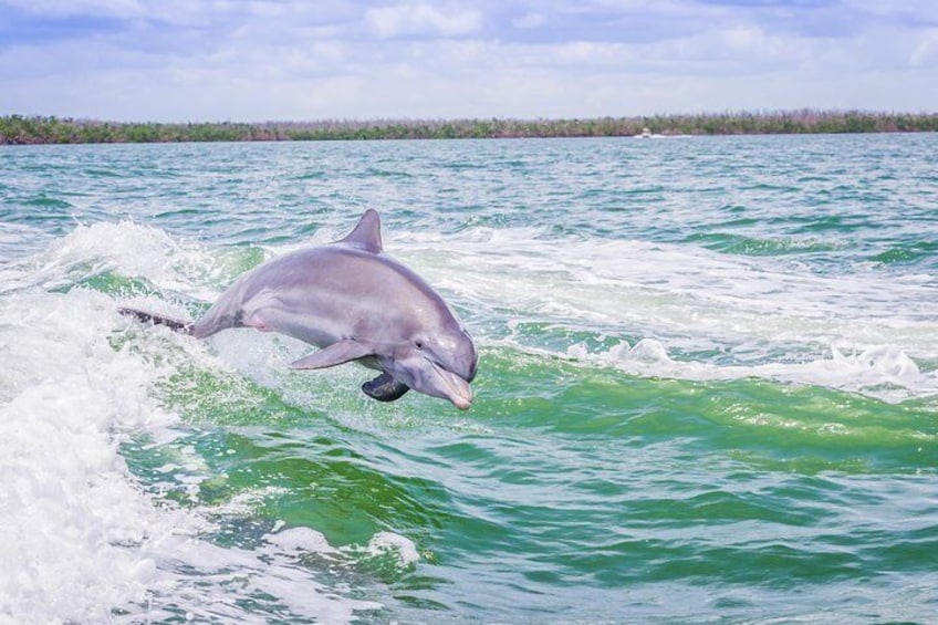 Dolphin putting on a show