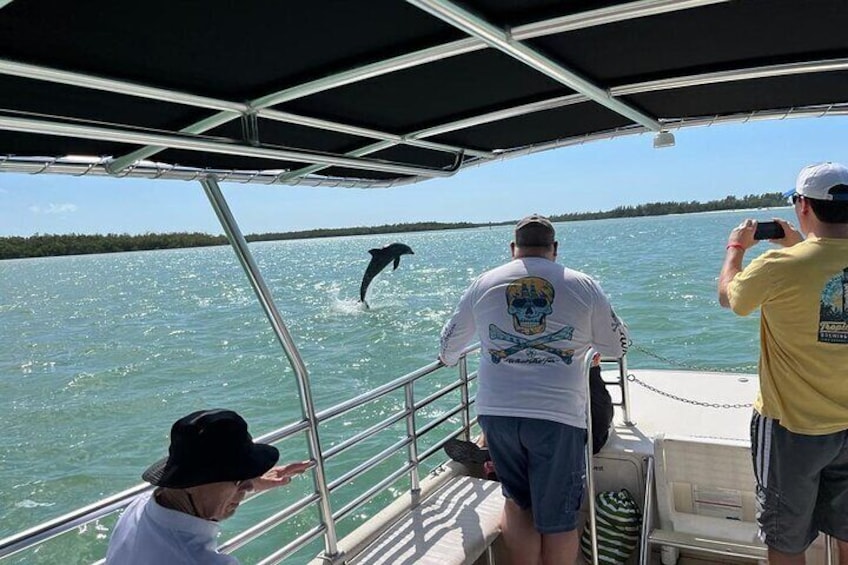 Dolphin jumps