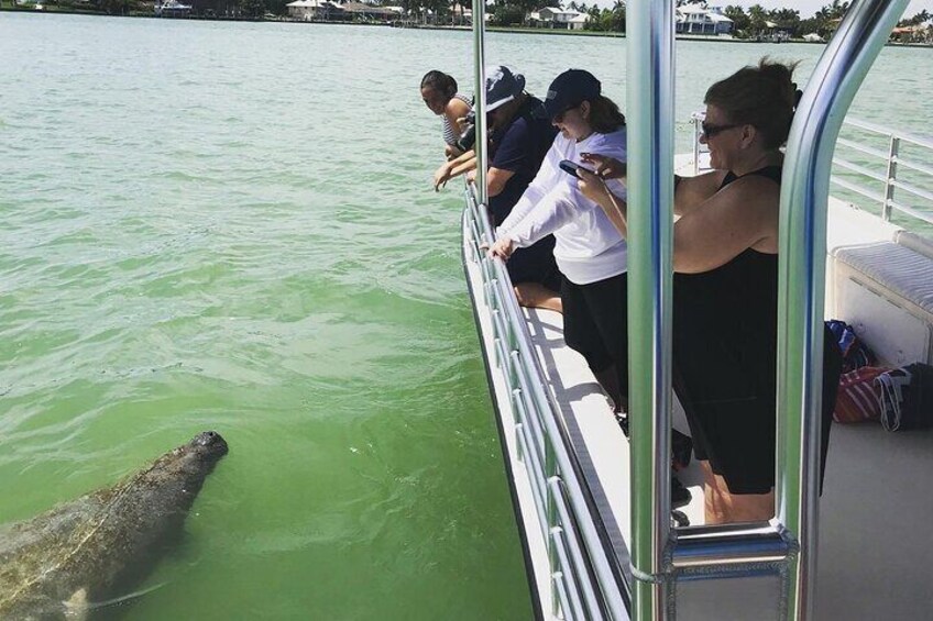 Sometimes Manatees make an appearance