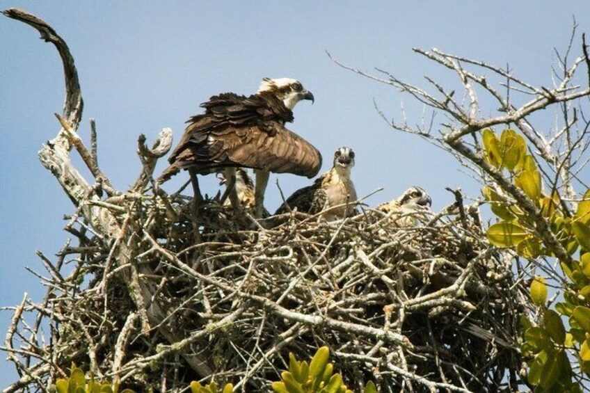 Osprey Chicks
