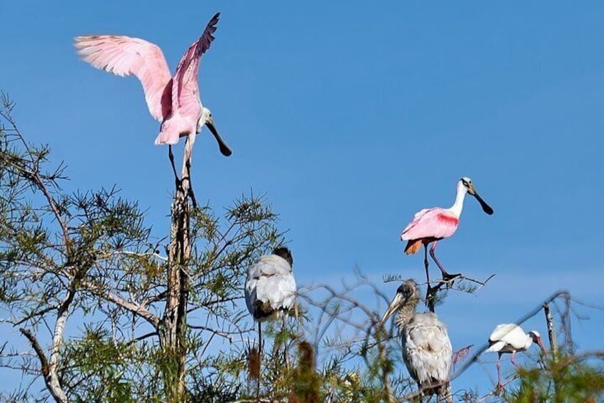 Variety of Bird Species