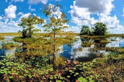 1-Hour Air boat Ride and Nature Walk with Naturalist in Everglades National...