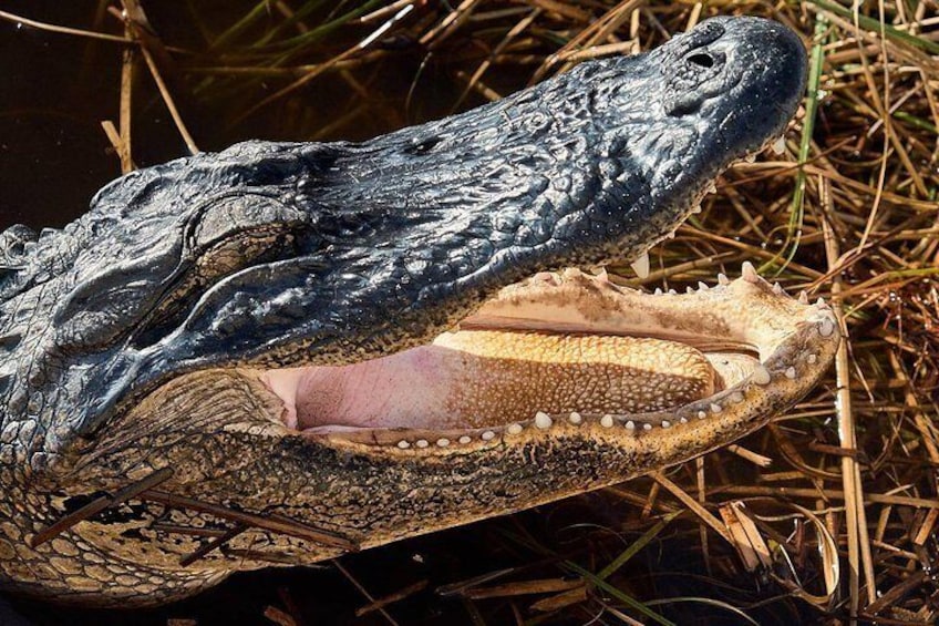 Wild alligators, up close!