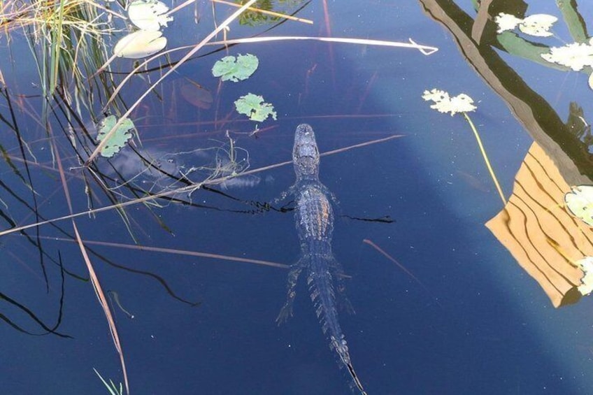 Everglades Airboat Safari