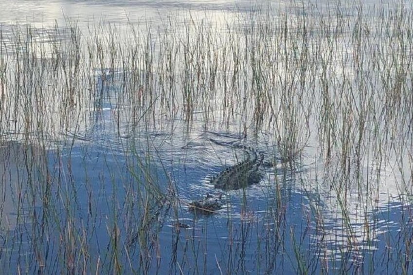 Everglades Airboat Safari