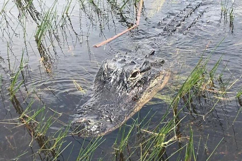 Everglades Airboat Safari