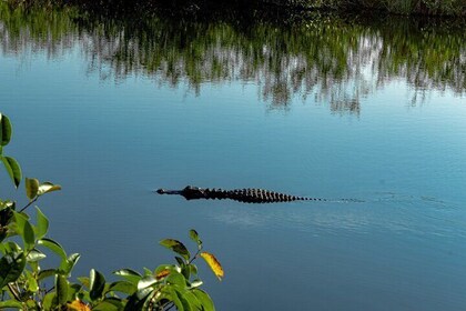 Expérience en hydroglisseur dans les Everglades et réserve faunique