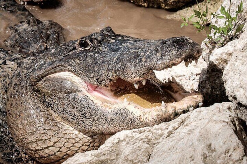 Everglades Airboat 30 or 60 min with pickup or self drive options