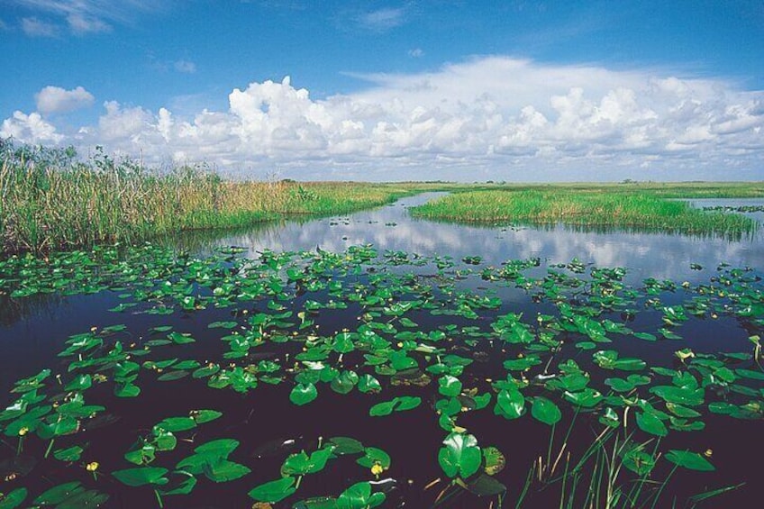 Everglades Airboat 30 or 60 min with pickup or self drive options